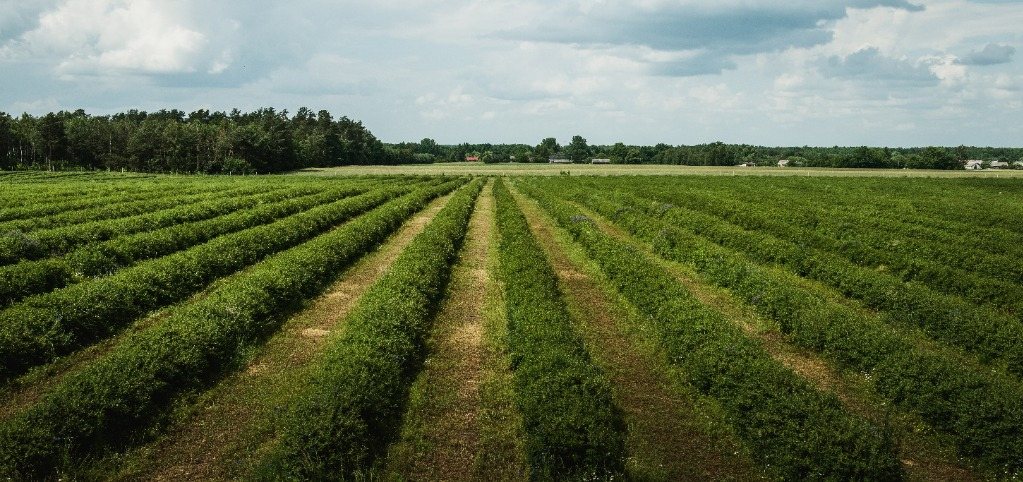 Rzędy krzewów jagody kamczackiej na naszej plantacji